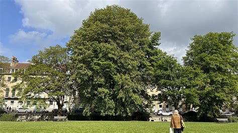 bath urban treescape.